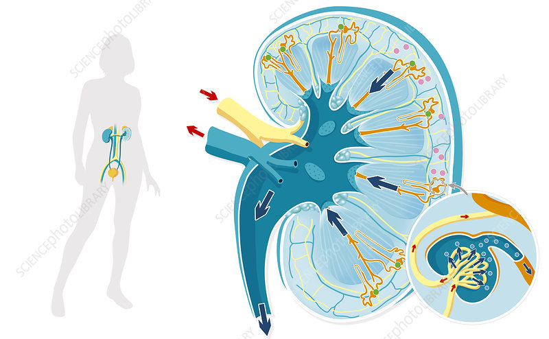 Renal System