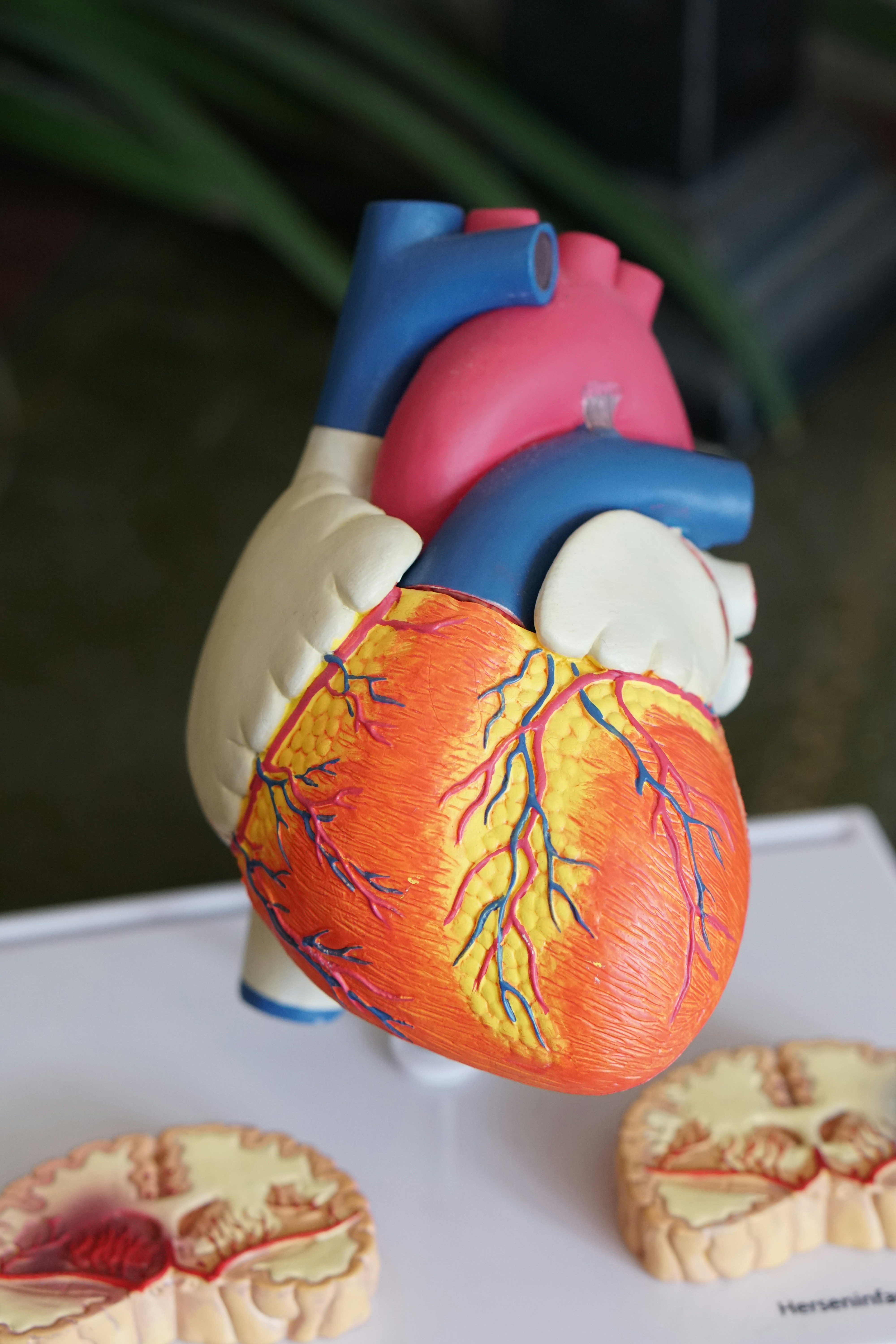 cardiovascular system